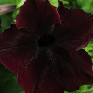 Petunia Sophistica blackberry