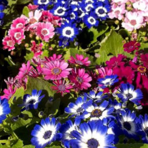 Cineraria tall mix