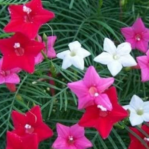 Cypress Vine