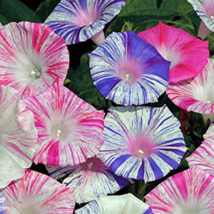 Morning Glory Arlequin Stripe Mix