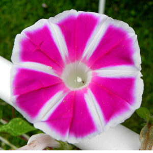 Morning Glory Rosita