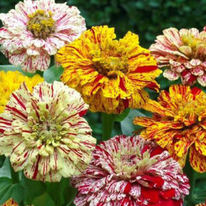 Zinnia Candy Stripe