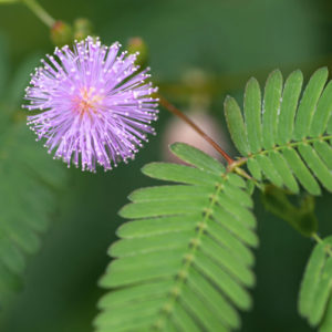 Mimosa Pudica