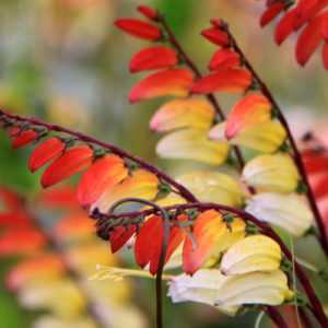 Mina Lobata