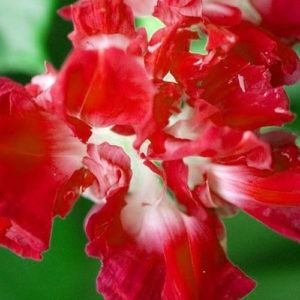 Morning Glory Ruffled Red