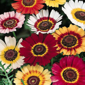 Chrysanthemum carinatum rainbow