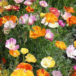 Eschscholzia ballerina mix