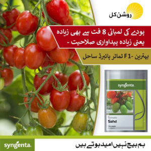 Tomato F-1 Sahel