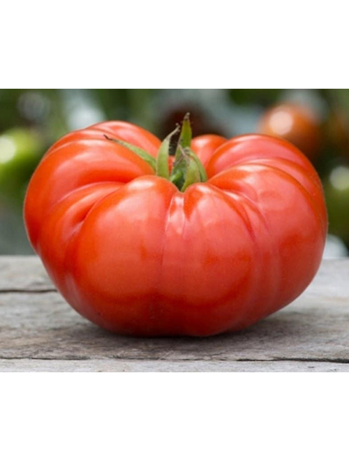 Beefsteak Tomato