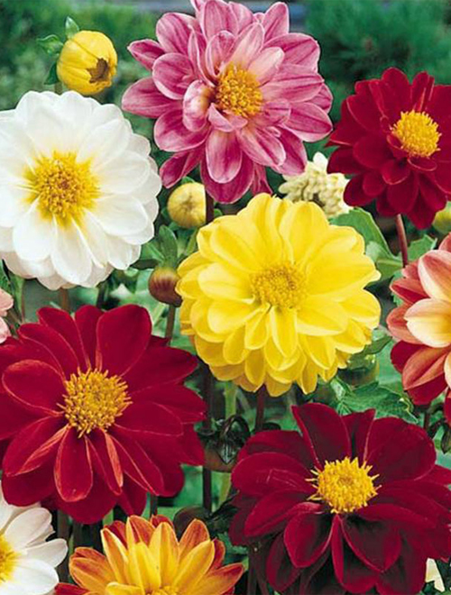 Dahlia Unwins Bedding Mix