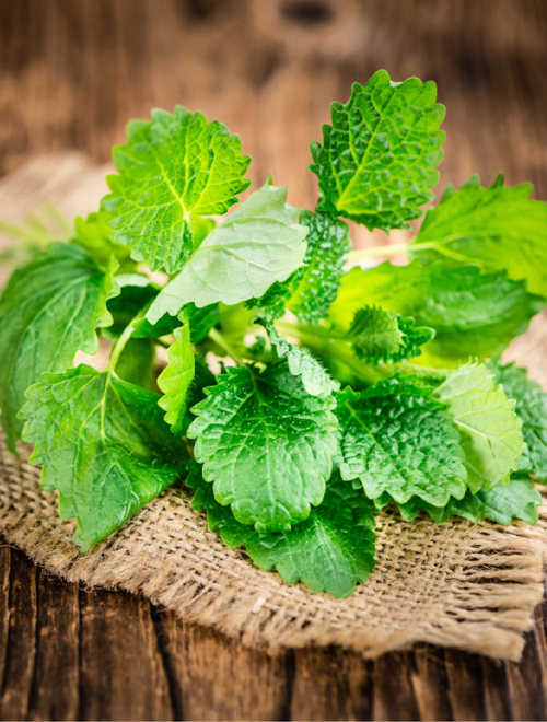 Lemon Balm