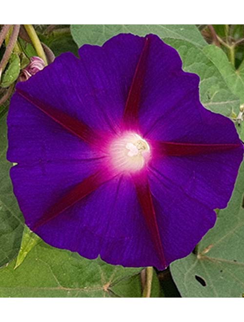 Morning Glory Knowlians Black