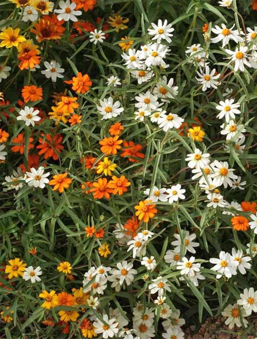 Zinnia Angustifolia Linearis Mix