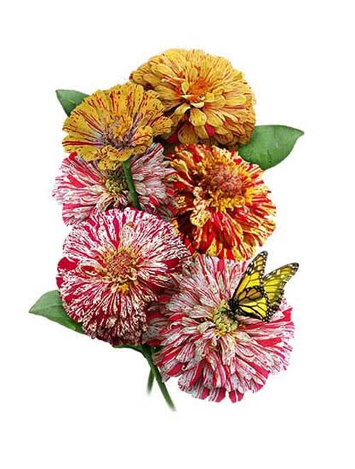 Zinnia Peppermint Stick