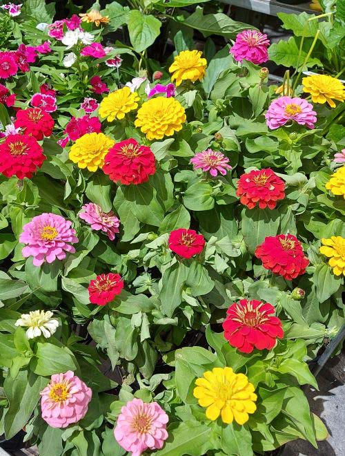 Zinnia Thumbelina Mix